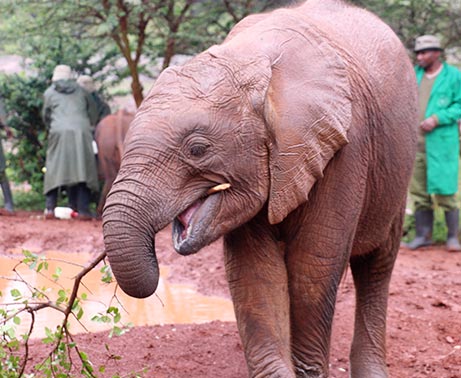 Early morning game drive-Sheldrick Wildlife Trust elephant orphanage-Ololo farm tour