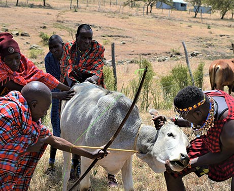 Early morning game drive-Maasai village excursion