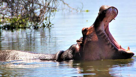 Boating-on-Lake-Naivasha-to-Spot-Hippos