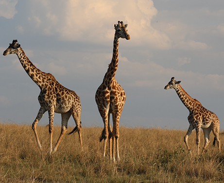 4 Days/3 Nights of Incredible Wildlife Safaris
