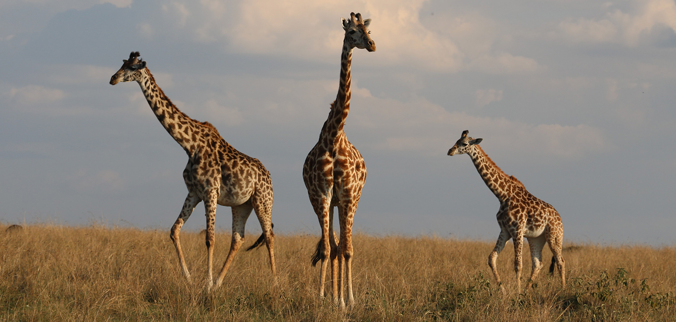 A Wildlife Safari in the Maasai Mara <span>4 Days</span>