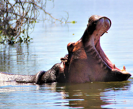 The Hippos of Lake Naivasha