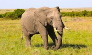 A Wildlife Safari in the Maasai Mara (4 Days)