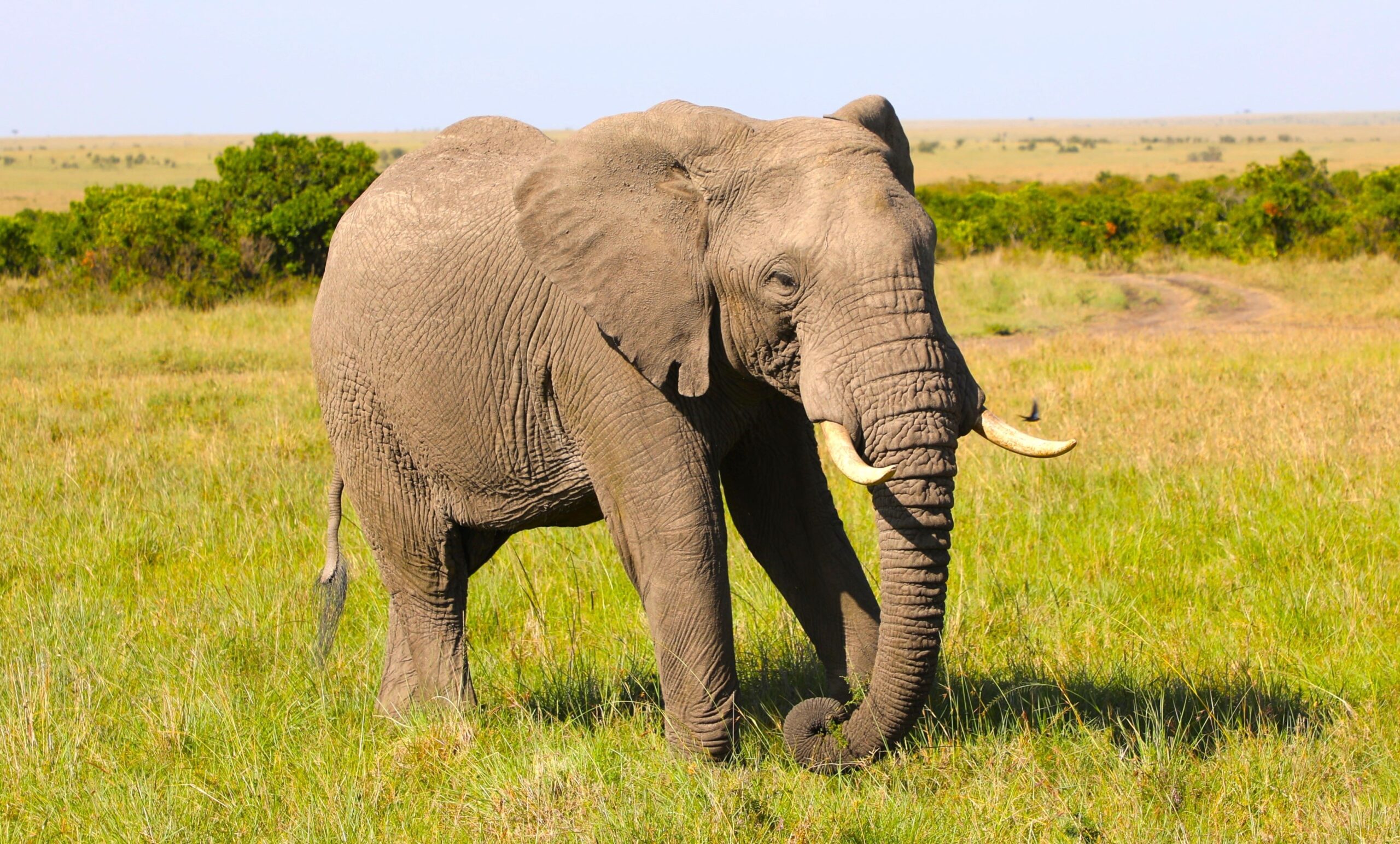 A Wildlife Safari in the Maasai Mara (4 Days) <span>4 Days</span>