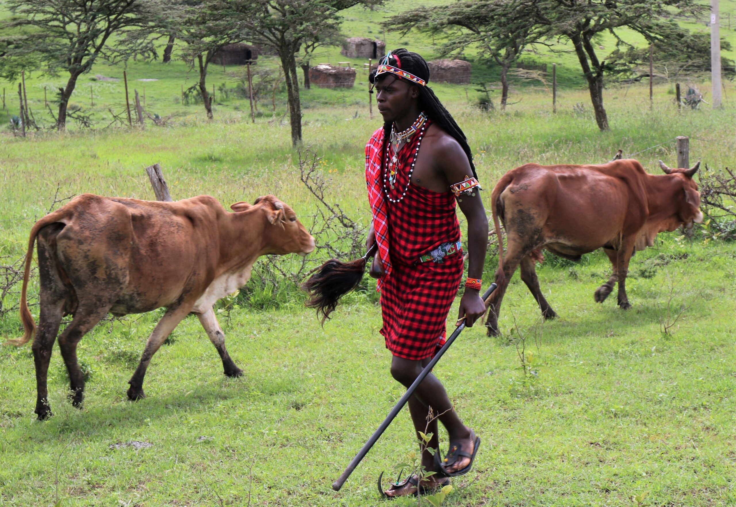 My Life as A Maasai Warrior (2 Days) <span>2 days/1 night</span>