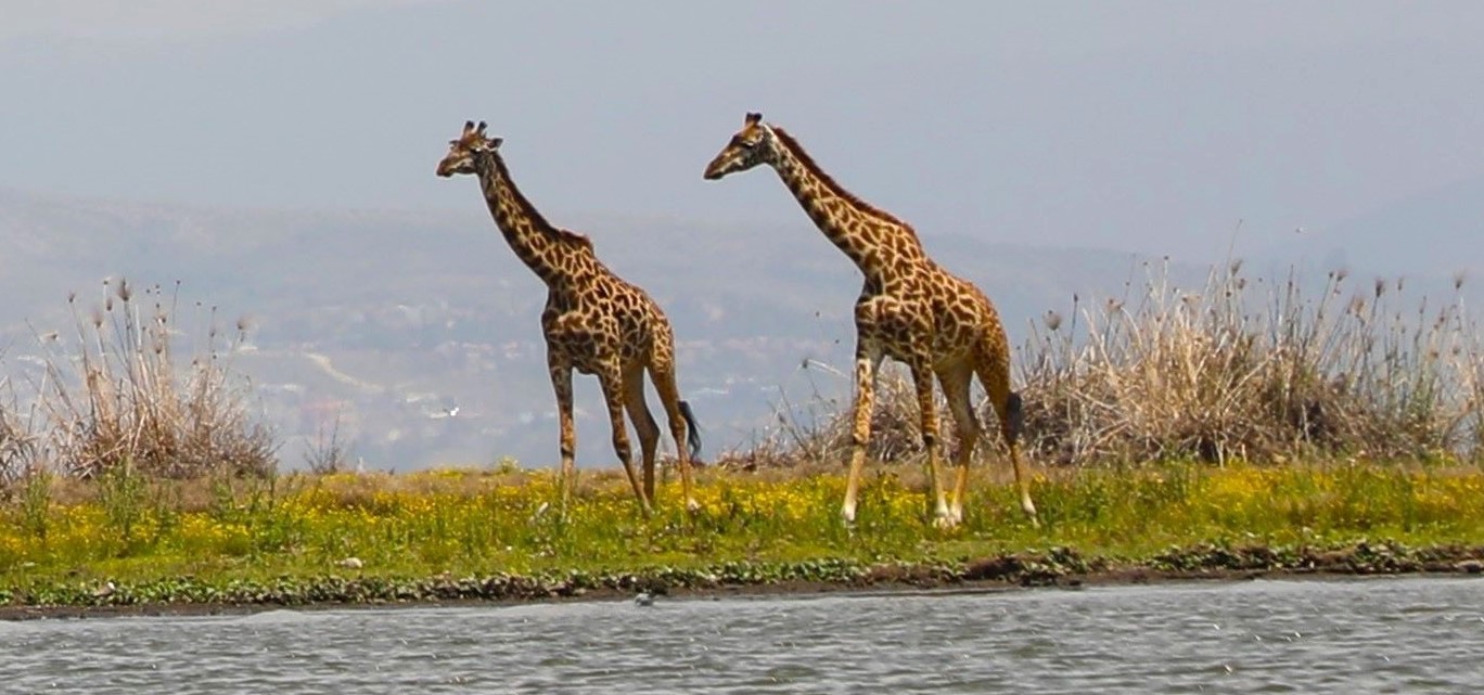 Awesome Kenya (5 Days) <span>5 Days/4 nights</span>
