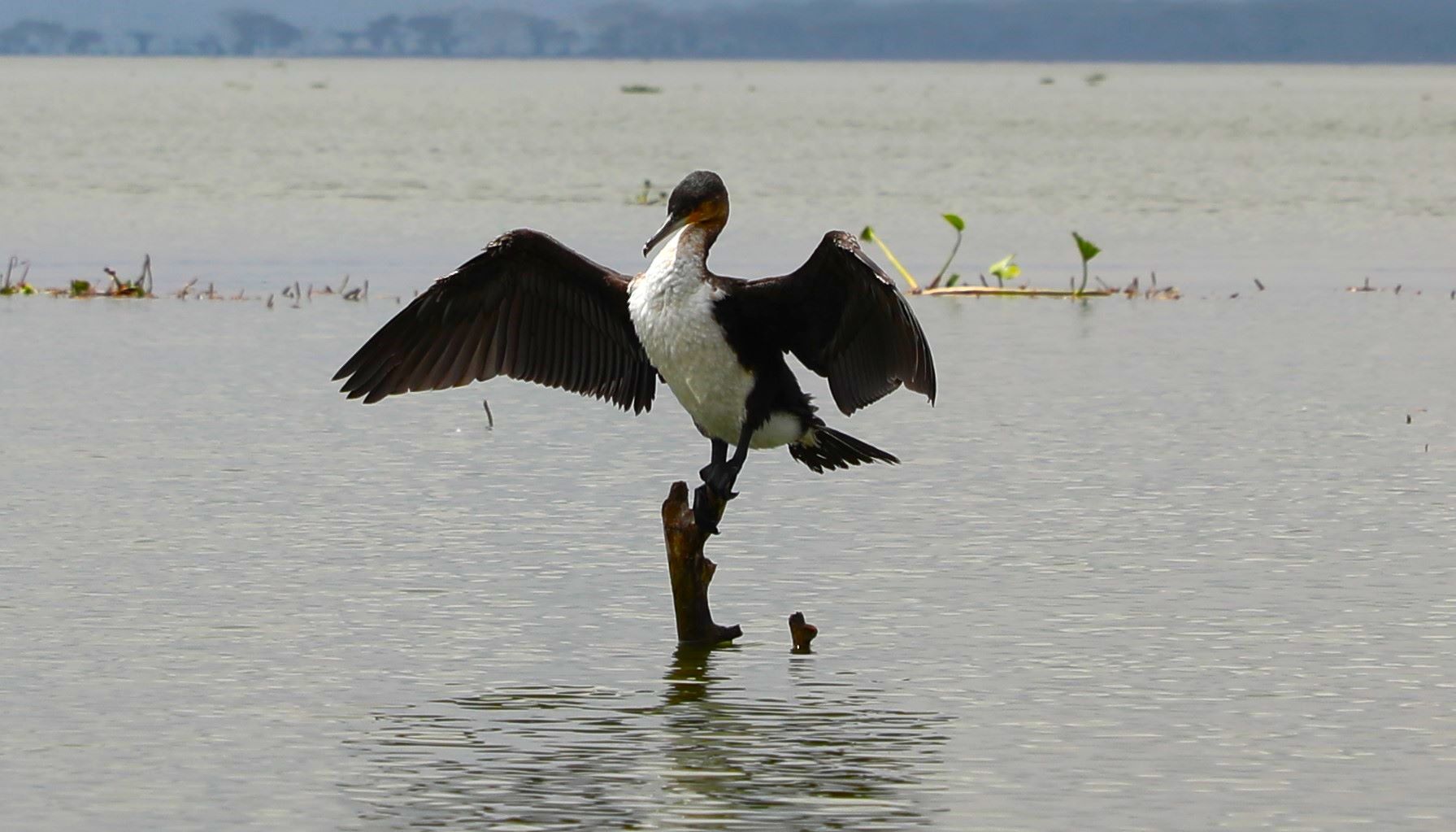 Lake Naivasha’s Wildlife